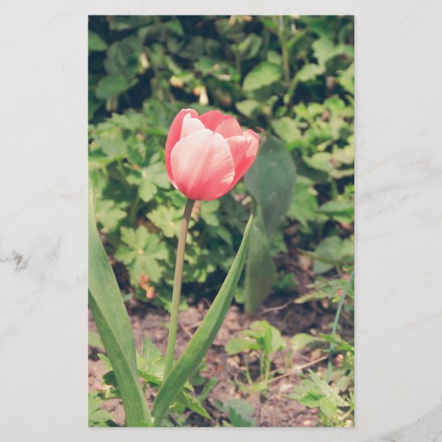 Tulpe Briefpapier (Vorderseite)