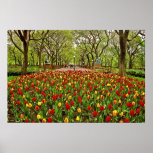 Tulpe-Central Park NYC Poster