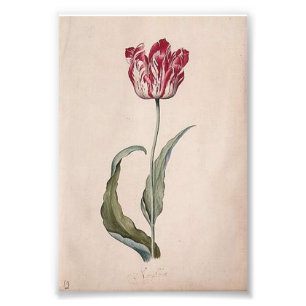 Tulpe-Druck Judith Leyster Fotodruck