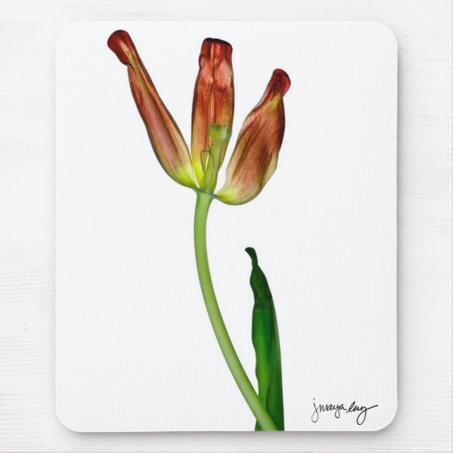 "Tulpe" durch J. Maya Luz Mousepad (Vorne)