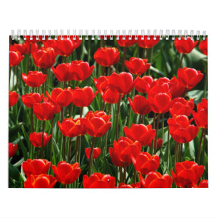Tulpe Elegante Rose Blumen Hübsche Blumen Neujahr Kalender
