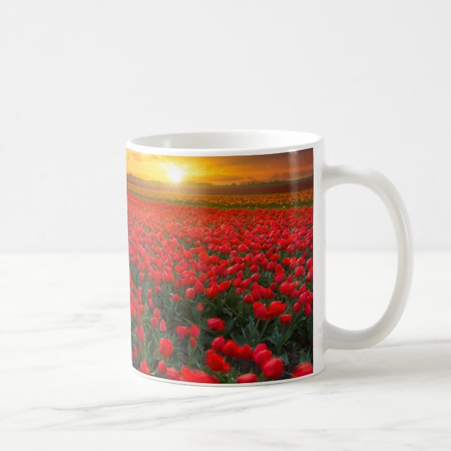 Tulpe-Felder am Sonnenuntergang in den Kaffeetasse (Rechts)