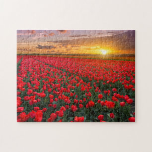 Tulpe-Felder am Sonnenuntergang in den Puzzle