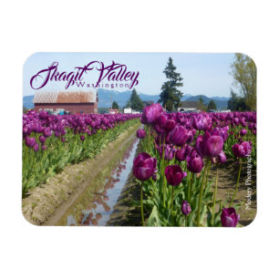 Tulpe-Felder (lila) u. Scheune (Skagit Tal) Magnet