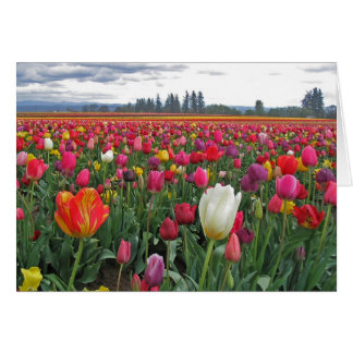 Tulpe-Festival