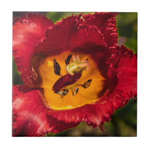 Tulpe Fliese