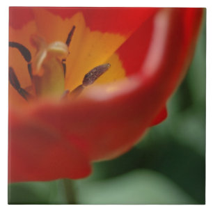 Tulpe Fliese