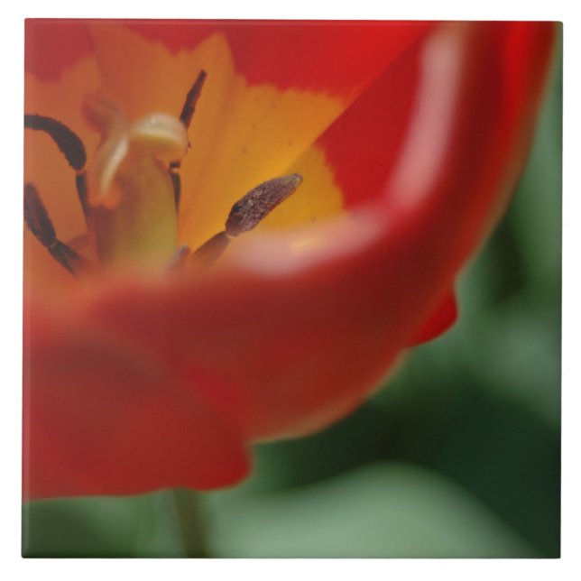 Tulpe Fliese (Vorderseite)