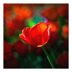 Tulpe Fotodruck