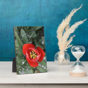 Tulpe Fotoplatte