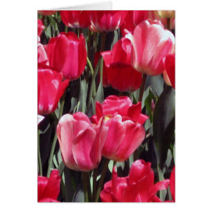 Tulpe-Garten