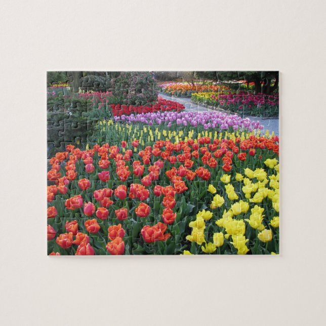 Tulpe-Gärten Puzzle (Horizontal)