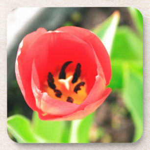 Tulpe Getränkeuntersetzer