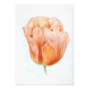 Tulpe in Pfirsich Fotodruck