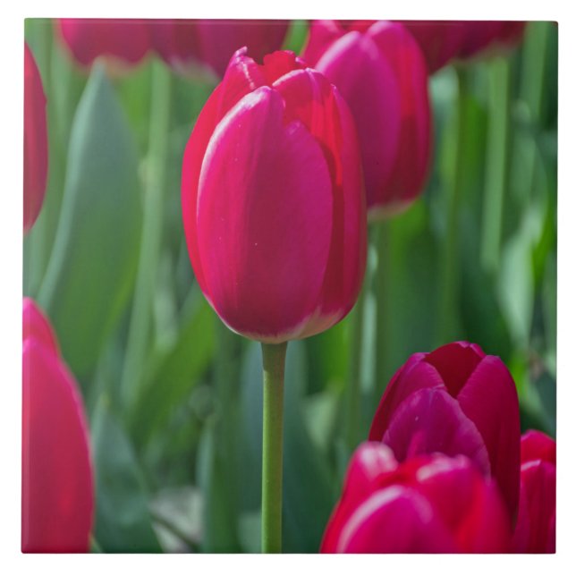 Tulpe-Keramikfliese Fliese (Vorderseite)