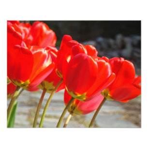 Tulpe-Kunst-Fotografie-Büro-Kunst-Drucke Fotodruck