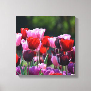 Tulpe-Leinwand-Druck Leinwanddruck