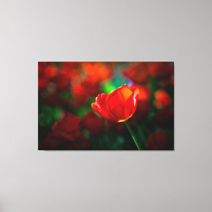 Tulpe Leinwanddruck