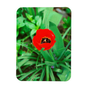 Tulpe Magnet