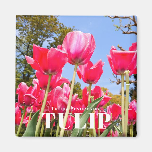 Tulpe Magnet (Vorne)