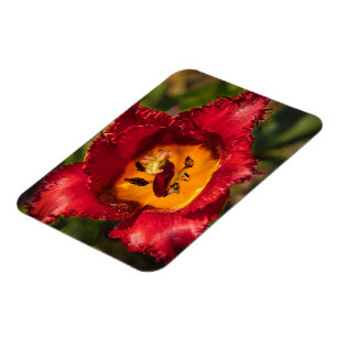 Tulpe Magnet