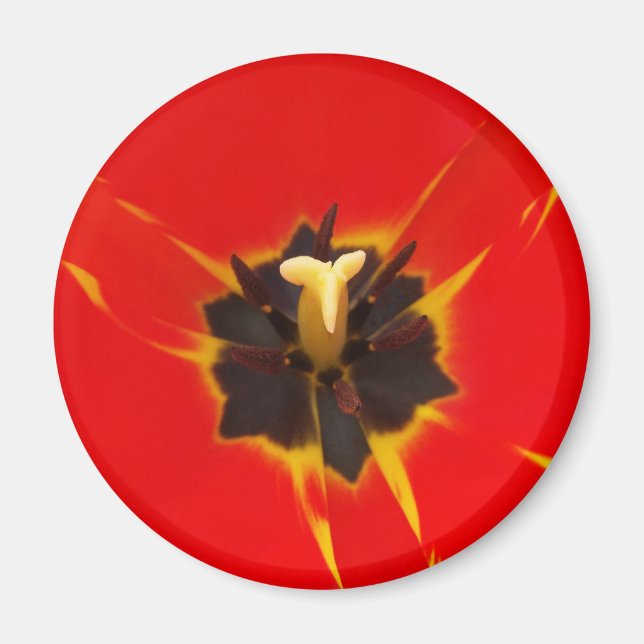 Tulpe Magnet (Vorne)