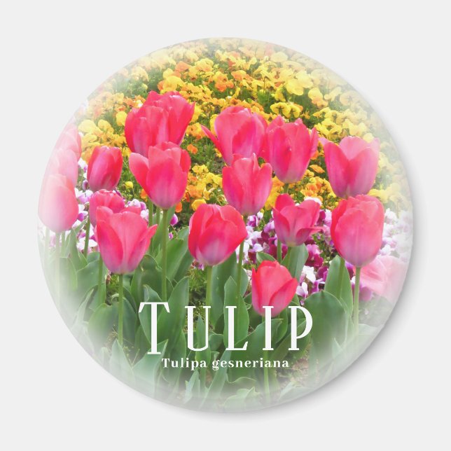 Tulpe Magnet (Vorne)