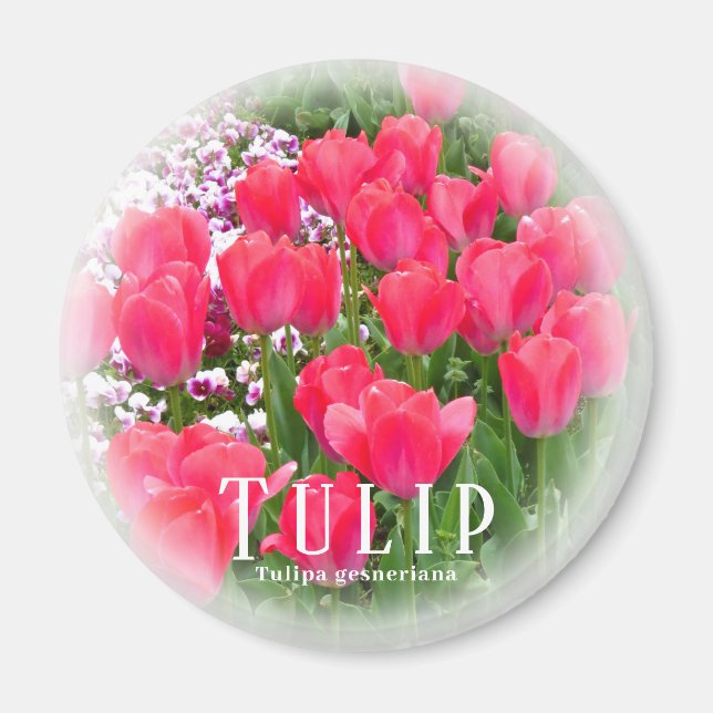 Tulpe Magnet (Vorne)