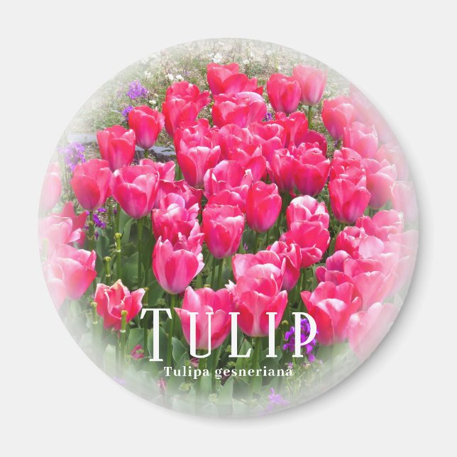 Tulpe Magnet (Vorne)