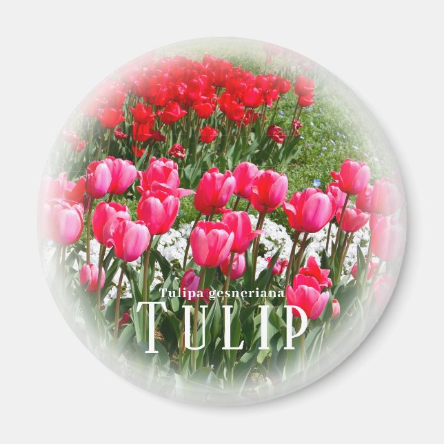 Tulpe Magnet (Vorne)