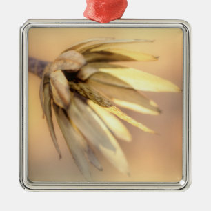 Tulpe-Pappel-leere Samen-Hülse Silbernes Ornament