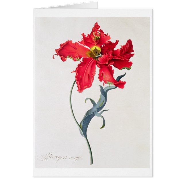 Tulpe: Perroquet Rouge (Vorne)