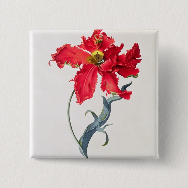 Tulpe: Perroquet Rouge Button (Vorderseite)