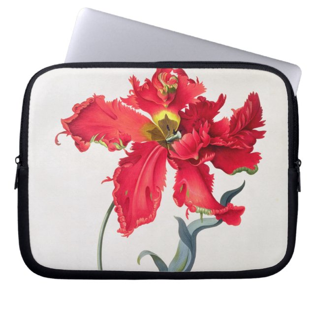 Tulpe: Perroquet Rouge Laptopschutzhülle (Vorderseite)