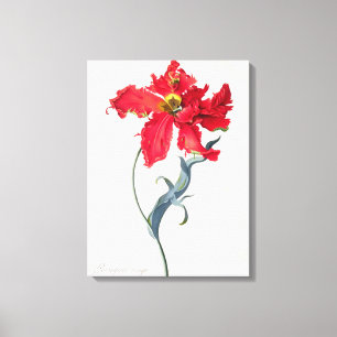 Tulpe: Perroquet Rouge Leinwanddruck
