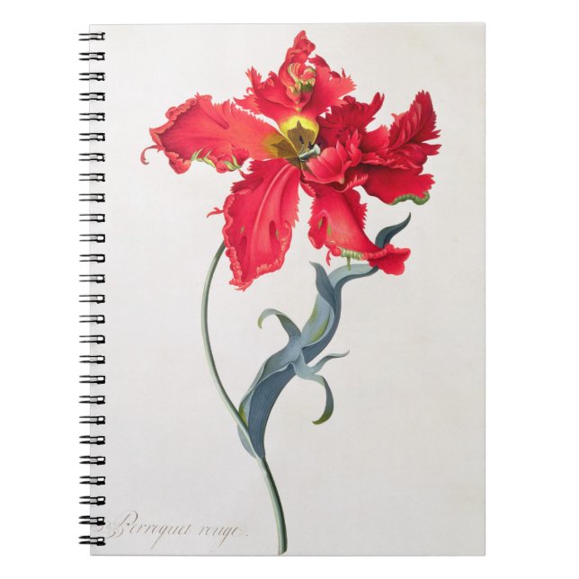 Tulpe: Perroquet Rouge Notizblock (Vorderseite)