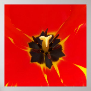 Tulpe Poster