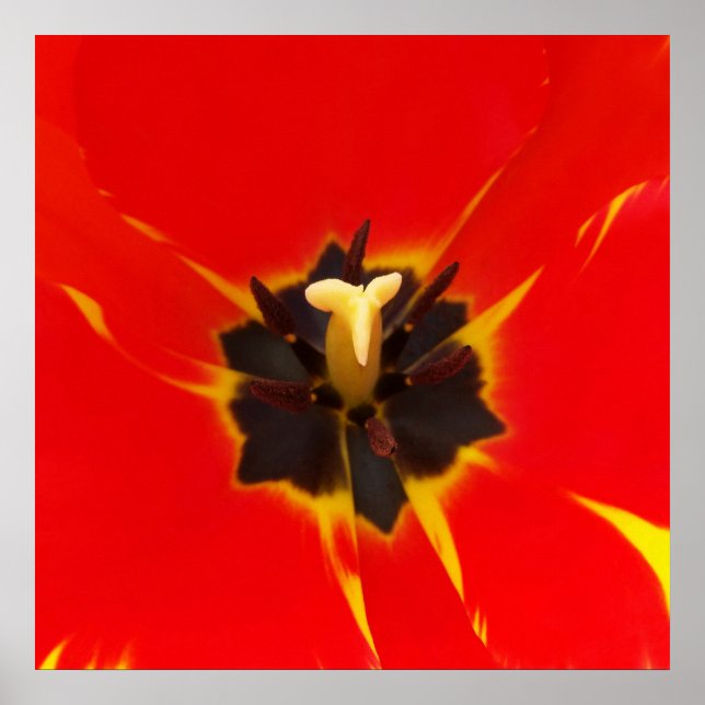 Tulpe Poster (Vorne)