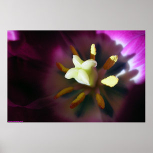 Tulpe Poster