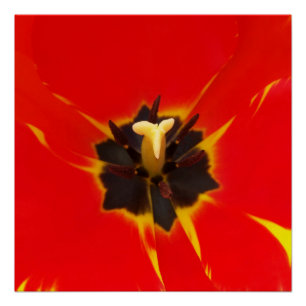 Tulpe Poster