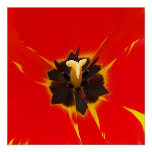 Tulpe Poster (Vorderseite)