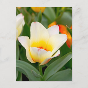 Tulpe Postkarte