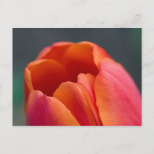 Tulpe Postkarte