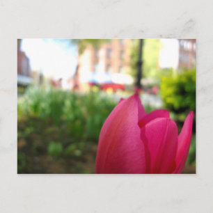 Tulpe Postkarte