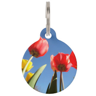 Tulpe-rote gelbe Tulpe-blauer Haustiermarke