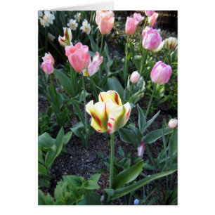 Tulpe stehen heraus in der Menge