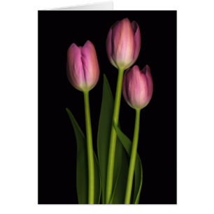 Tulpe-Trio