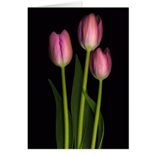 Tulpe-Trio (Vorne)