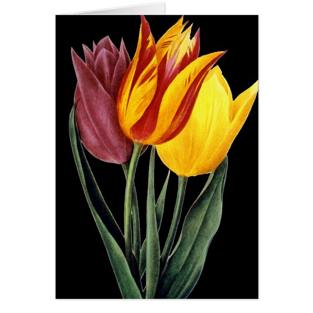 Tulpe (Tulipa Gesneriana) (Vorne)