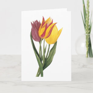 Tulpe (Tulipa gesneriana) durch Redouté Karte